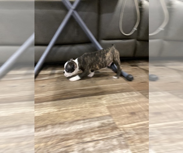 Medium Photo #9 Boston Terrier Puppy For Sale in FREDONIA, KS, USA