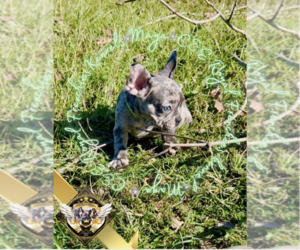 French Bulldog Puppy for sale in CHARLESTON, SC, USA