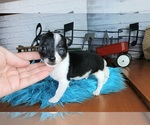 Small #4 Chihuahua