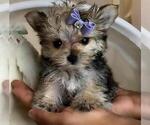 Small Photo #10 Yorkshire Terrier Puppy For Sale in PEMBROKE PINES, FL, USA