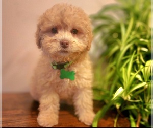 Poodle (Miniature)-Poodle (Toy) Mix Puppy for sale in INDIANAPOLIS, IN, USA