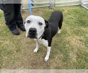 American Pit Bull Terrier Dogs for adoption in Corpus Christi, TX, USA