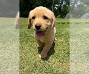 Labrador Retriever Litter for sale in WILDWOOD, GA, USA