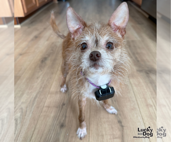 Medium Photo #8 Chihuahua-Unknown Mix Puppy For Sale in Washington, DC, USA