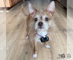 Small Photo #8 Chihuahua-Unknown Mix Puppy For Sale in Washington, DC, USA