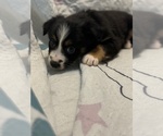 Small #3 Australian Shepherd