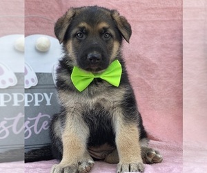 German Shepherd Dog Puppy for sale in LANCASTER, PA, USA