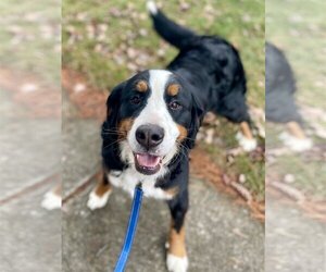 Bernese Mountain Dog Dogs for adoption in New Albany, OH, USA