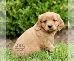 Small #2 Golden Retriever