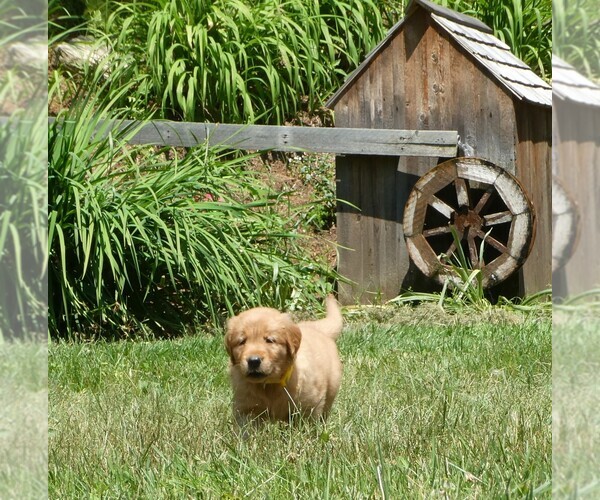 Medium Photo #3 Golden Retriever Puppy For Sale in WOLCOTT, VT, USA
