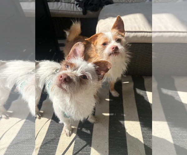 Medium Photo #2 Mutt Puppy For Sale in Dallas, TX, USA