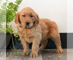 Small Photo #4 Golden Retriever Puppy For Sale in LITITZ, PA, USA
