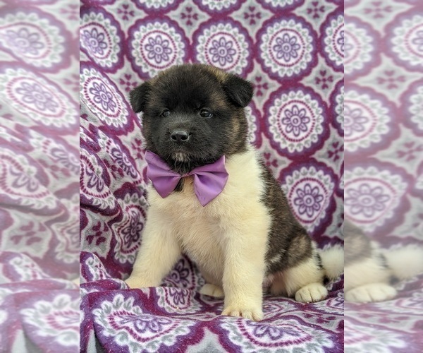 Medium Photo #1 Akita Puppy For Sale in PARADISE, PA, USA