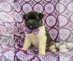 Small Photo #1 Akita Puppy For Sale in PARADISE, PA, USA