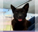 Armani-pl - Female Schipperke-Unknown Mix Dog for Adoption - Small photo