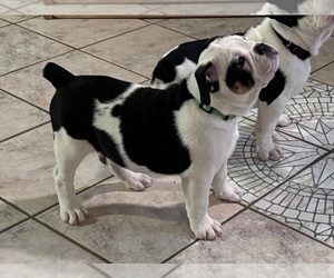 Olde English Bulldogge Puppy for sale in ROANOKE, VA, USA