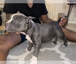 Small Photo #2 American Bully Puppy For Sale in DRY FORK, VA, USA
