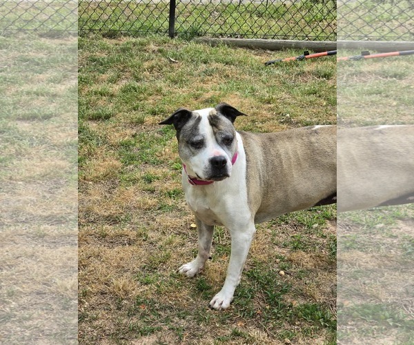 Medium Photo #2 American Bulldog-American Staffordshire Terrier Mix Puppy For Sale in Lakemont, GA, USA