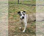 Small #1 American Bulldog-American Staffordshire Terrier Mix