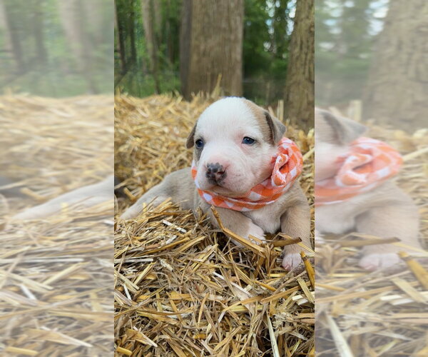 Medium Photo #1 Mutt Puppy For Sale in Rockaway, NJ, USA