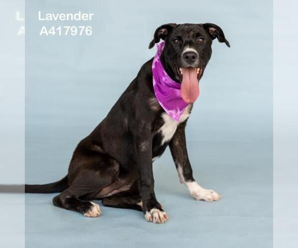 Medium Photo #2 Labrador Retriever-Unknown Mix Puppy For Sale in Conroe, TX, USA