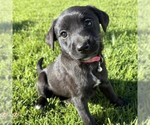 Colonial Cocker Spaniel-Poodle (Miniature) Mix Dogs for adoption in San Diego, CA, USA