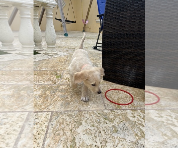 Medium Photo #8 Labradoodle Puppy For Sale in FORT LAUDERDALE, FL, USA