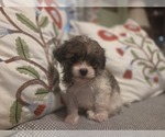Small #31 Maltipom