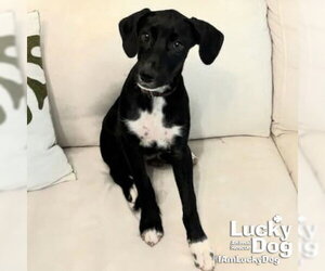 Mutt Dogs for adoption in Washington, DC, USA