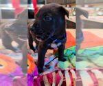Small #6 Great Dane-Siberian Husky Mix