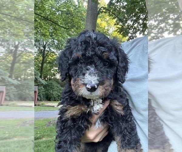 Medium Photo #4 Bernedoodle (Miniature) Puppy For Sale in DENVER, PA, USA