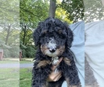 Small #3 Bernedoodle (Miniature)