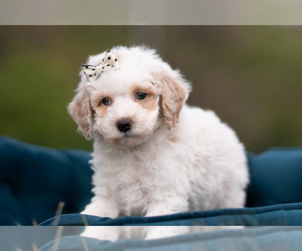 Medium Photo #3 Maltipoo (Miniature) Puppy For Sale in WARSAW, IN, USA