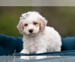 Small Photo #30 Maltipoo (Miniature) Puppy For Sale in WARSAW, IN, USA