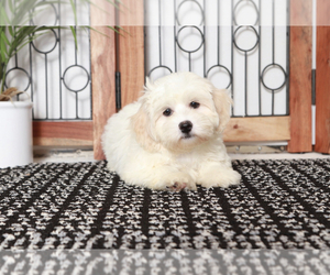 Zuchon Puppy for sale in NAPLES, FL, USA