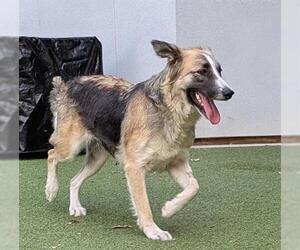 Great Pyrenees-Unknown Mix Dogs for adoption in San Martin, CA, USA