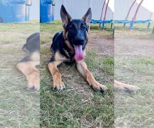 German Shepherd Dog-Unknown Mix Dogs for adoption in Woodbury, NY, USA