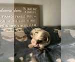Small Photo #22 Welsh Cardigan Corgi Puppy For Sale in SUN PRAIRIE, WI, USA