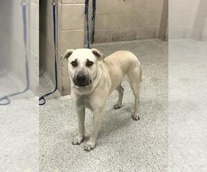 Labrador Retriever-Unknown Mix Dogs for adoption in Conroe, TX, USA