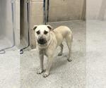 Small Labrador Retriever Mix