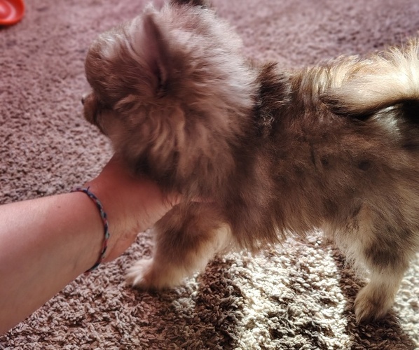 Medium Photo #1 Pomeranian Puppy For Sale in EFFINGHAM, IL, USA