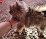 Maple - Female Pomeranian Puppy for Sale - Small photo