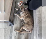 Small #1 Mutt