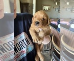 Small #21 Golden Retriever