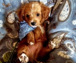 Puppy Tucson Cavachon-Poodle (Miniature) Mix