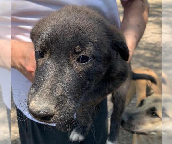 Medium Photo #1 Mutt Puppy For Sale in San Antonio, TX, USA