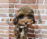 Small ShihPoo