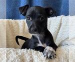 Small #4 Chihuahua-Colonial Cocker Spaniel Mix
