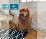 Small #15 Golden Retriever