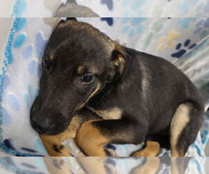 Shepradors Dogs for adoption in Princeton, MN, USA